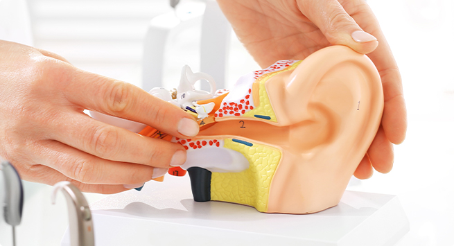 청각인지헬스케어 규제과학 비주얼 이미지 - 귀 모형